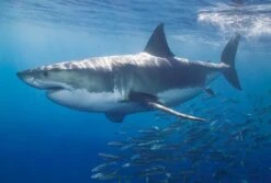 Fototapete White Shark